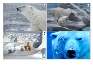 Karty do gry Niedźwiedzie Polarne
