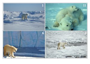 Karty do gry Niedźwiedzie Polarne